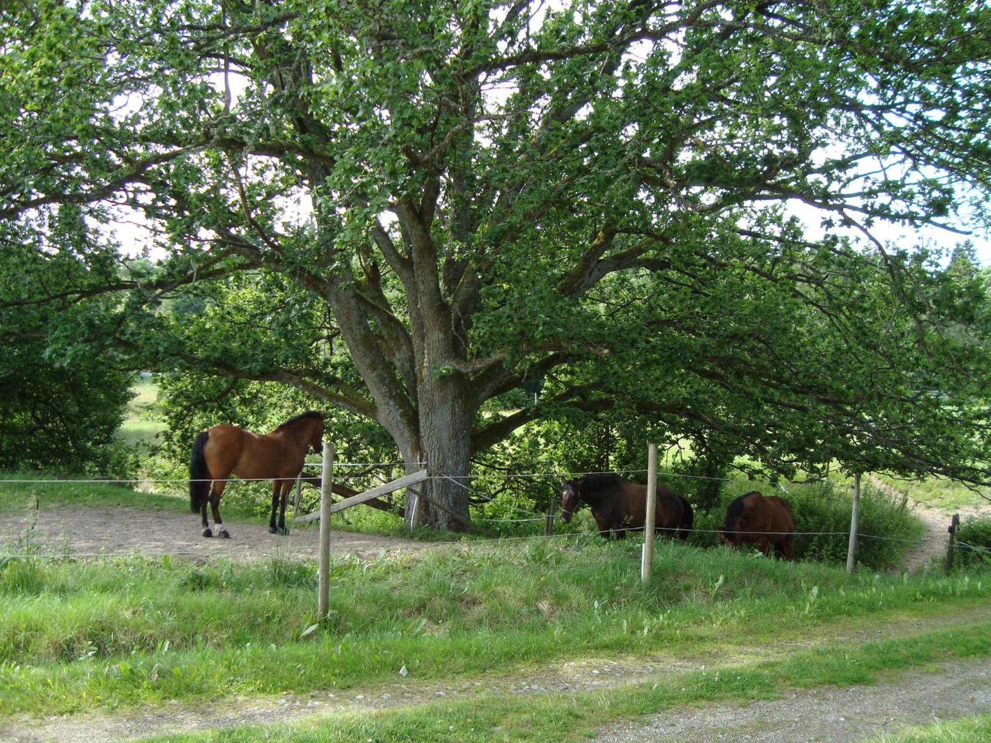 Aelgbergets Bed & Breakfast Bed & Breakfast Ucklum Eksteriør bilde